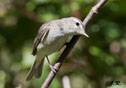 Vireo gilvus